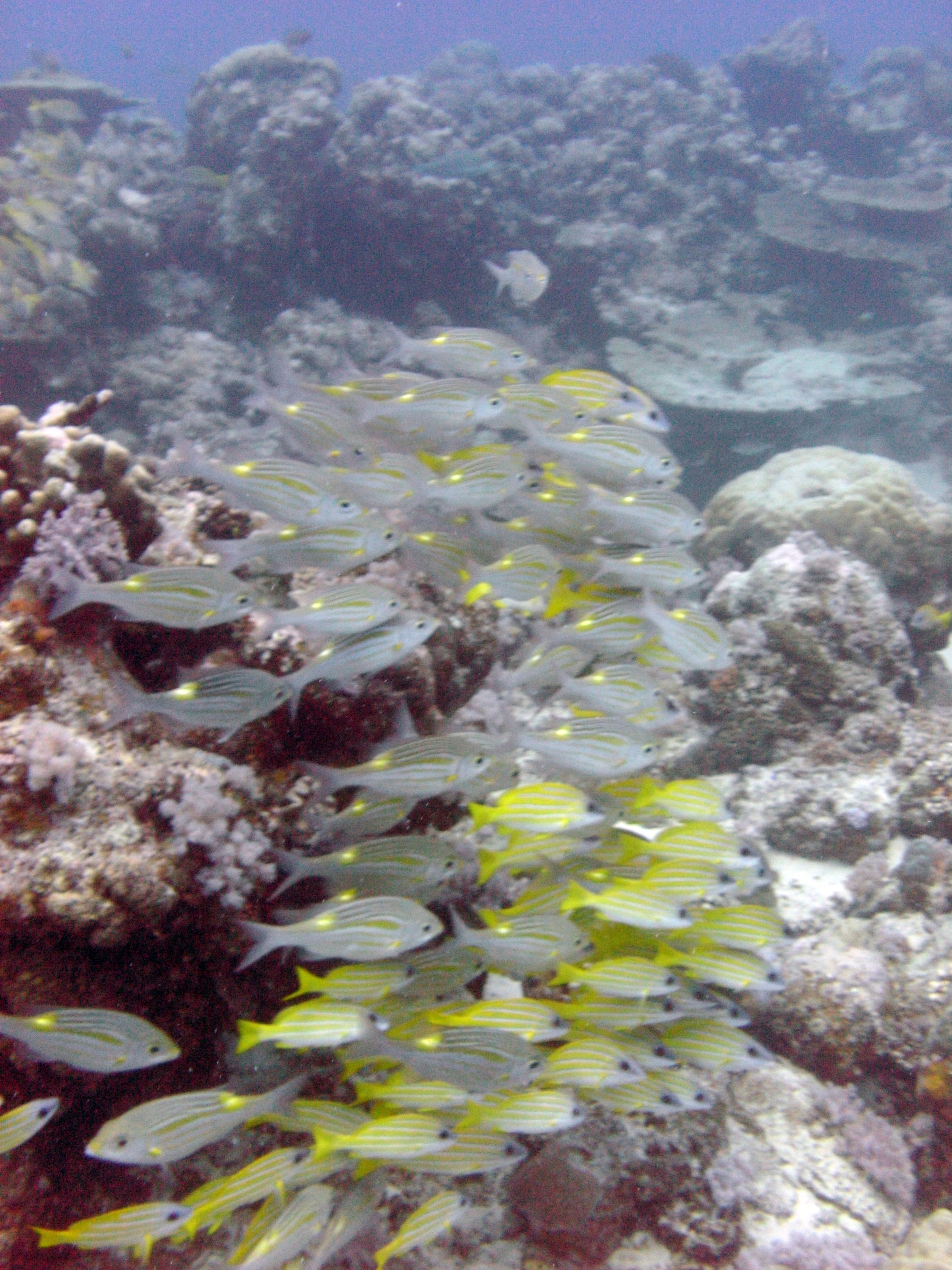 Schooling fish - Mauritius