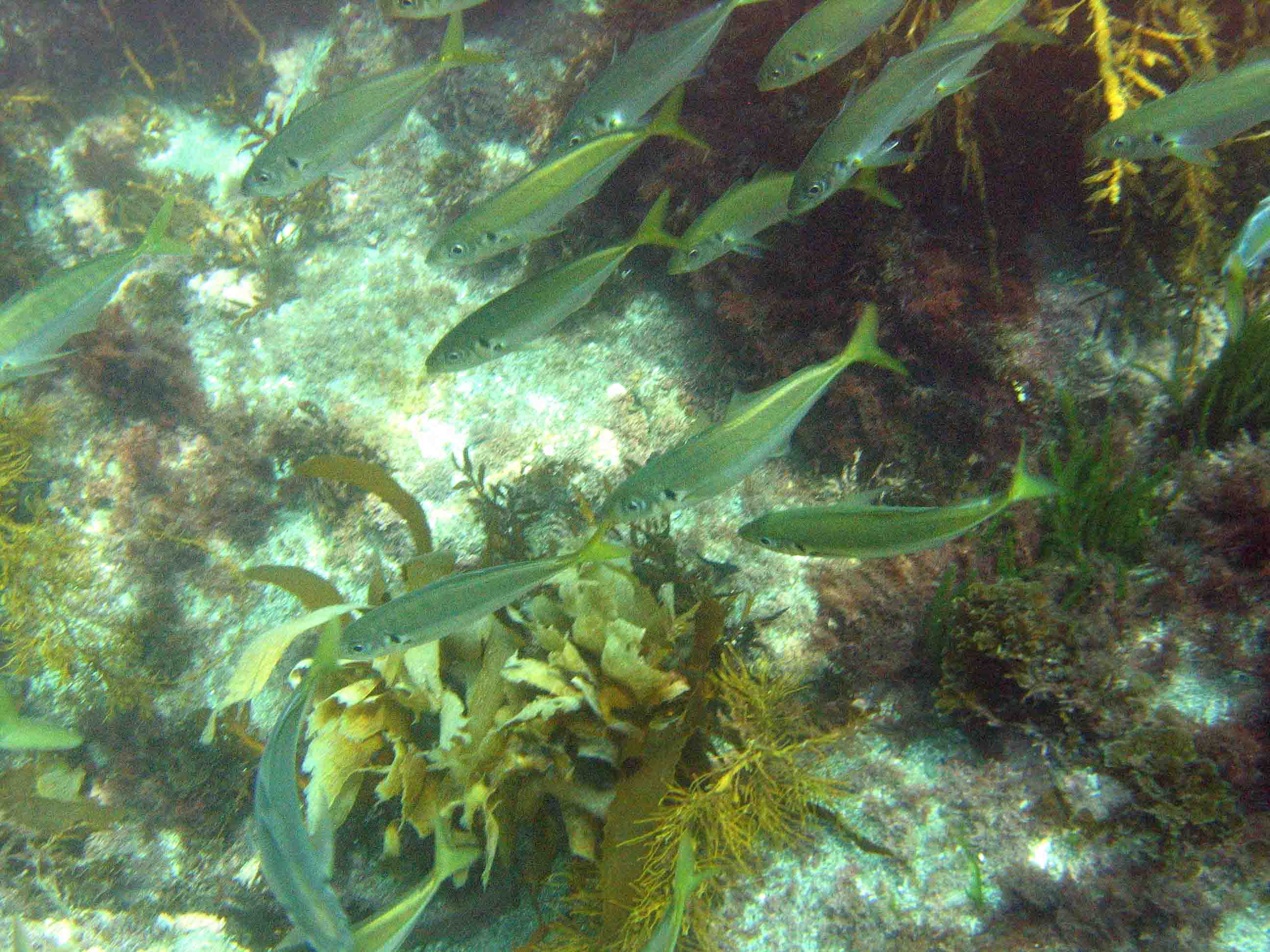 Schooling fish Rocky Bay