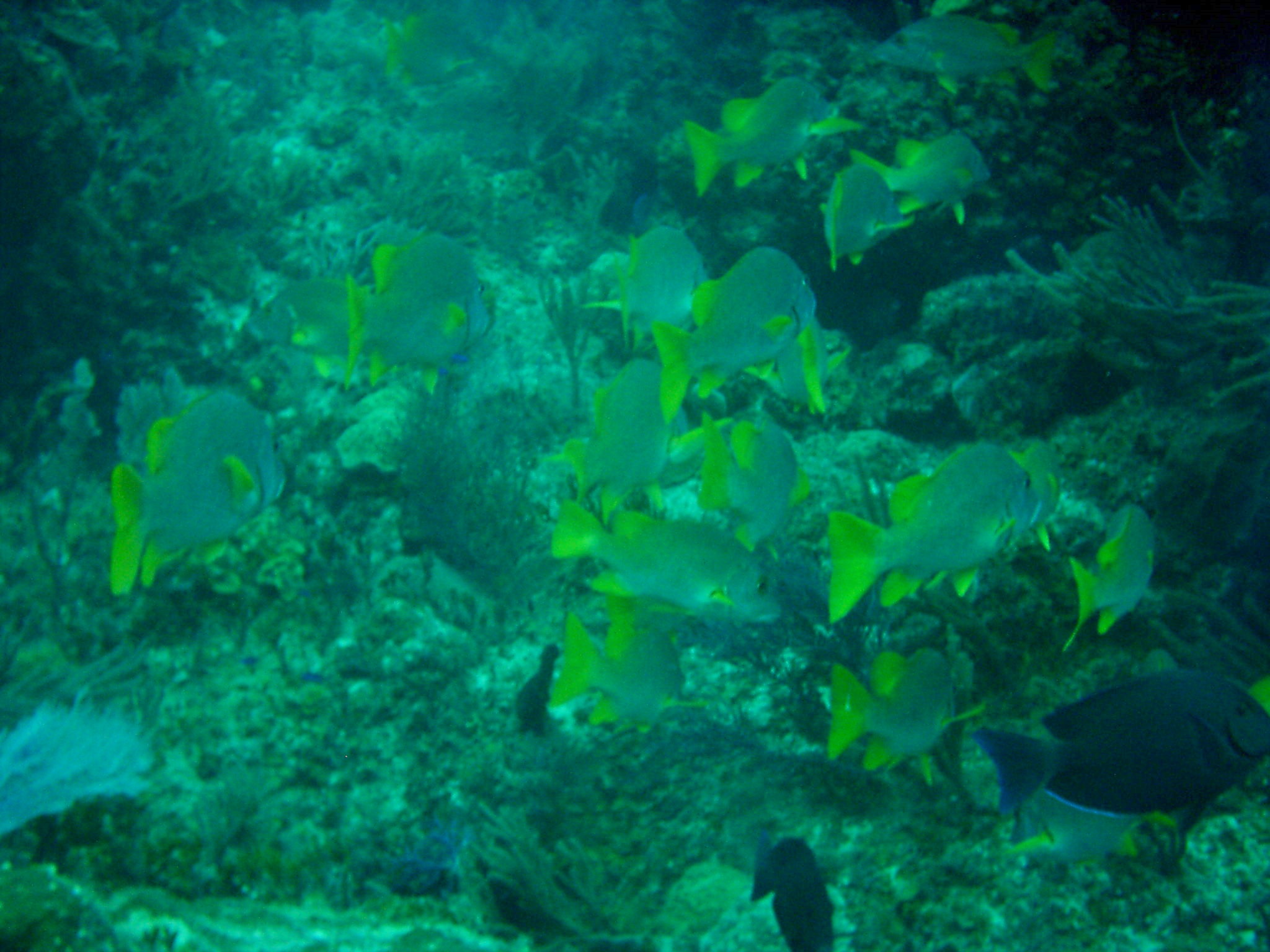 Schooling Fish