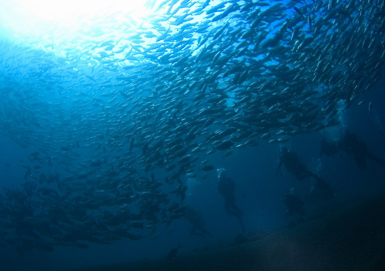 Schooling Jackfish and Divers