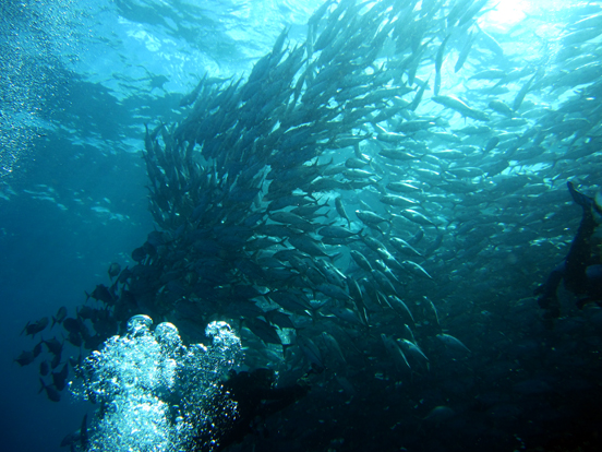 Schooling Jackfish (Big-eye Trevally)