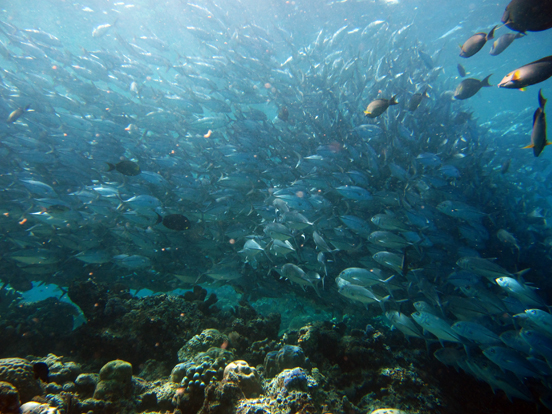 Schooling Jackfish (Big-eye Trevally)