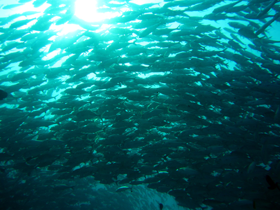 Schooling Jackfish (Big-eye Trevally)