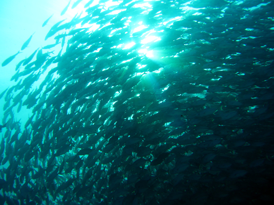 Schooling Jackfish (Big-eye Trevally)