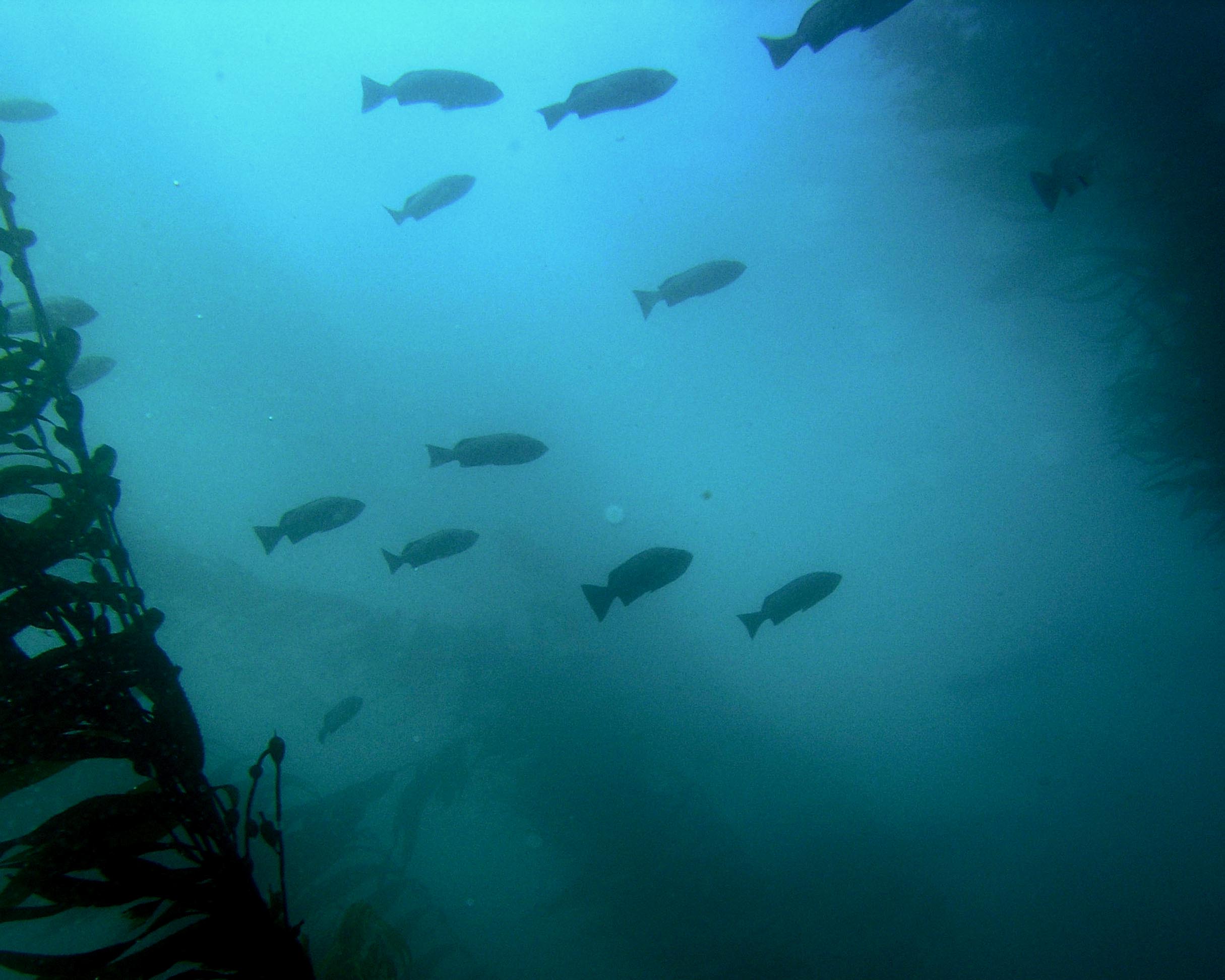 Schooling Kelp Bass