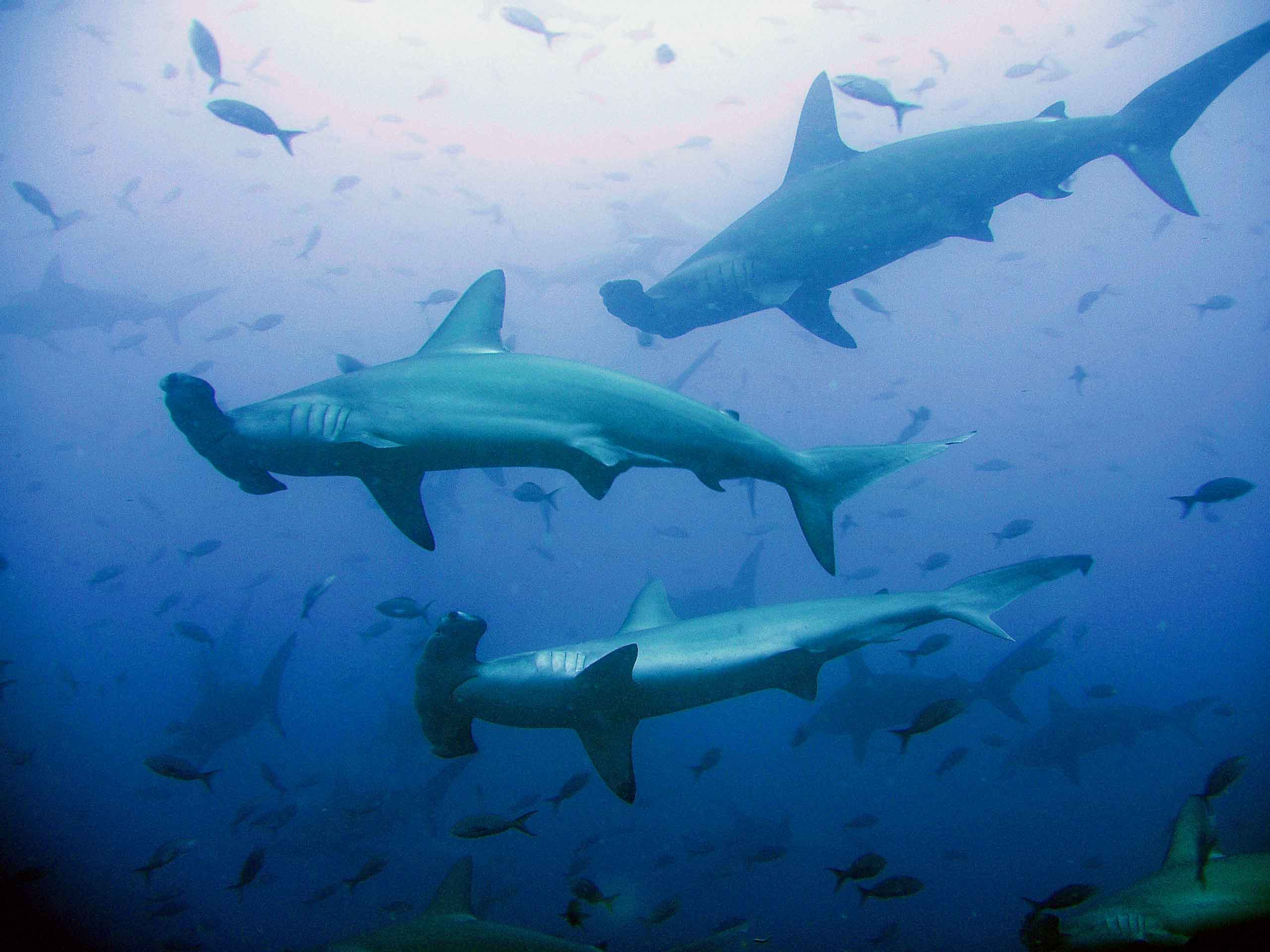 Schooling Scalloped Hammerheads- Galapagos