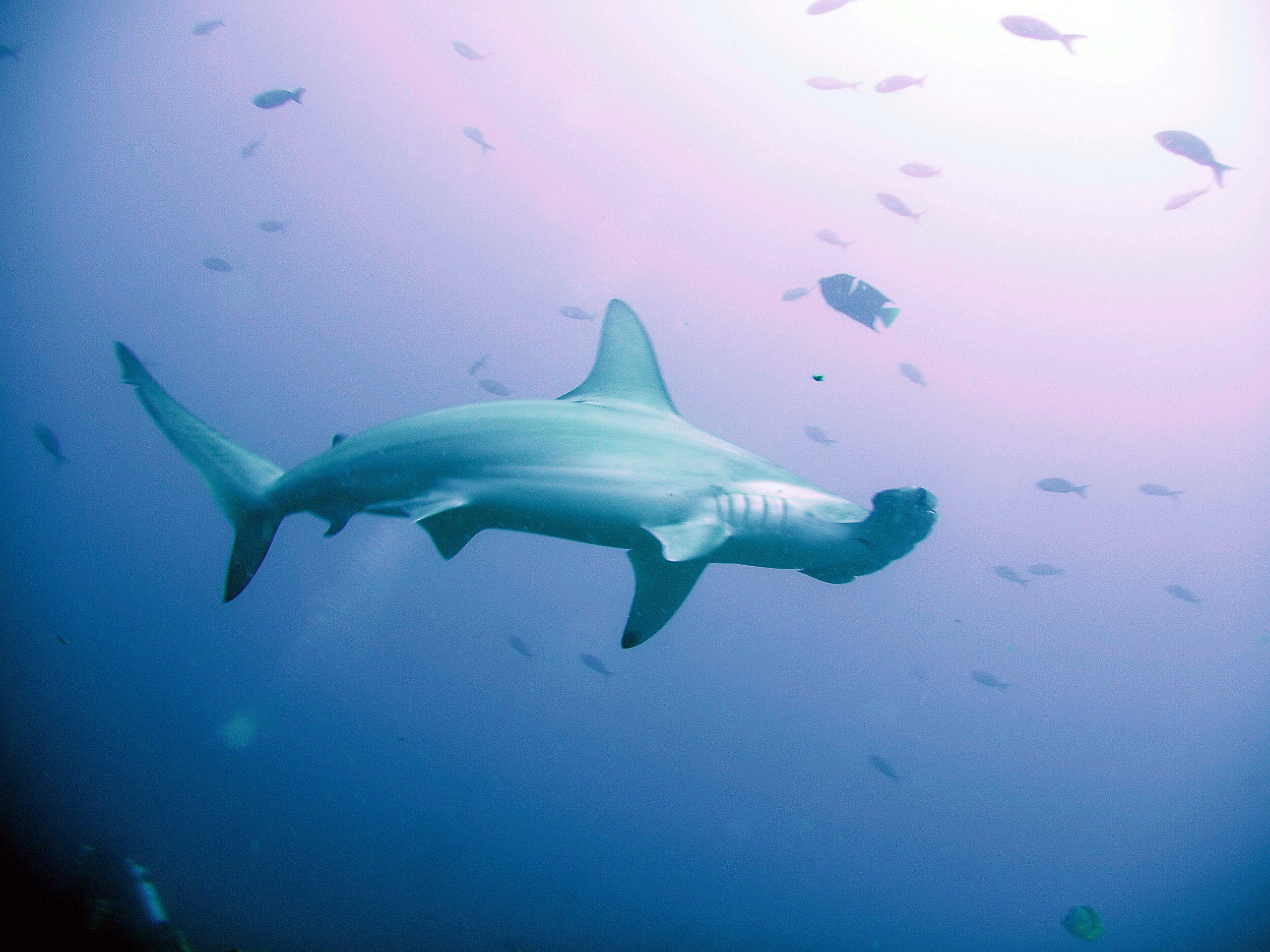 Schooling Scalloped Hammerheads- Galapagos