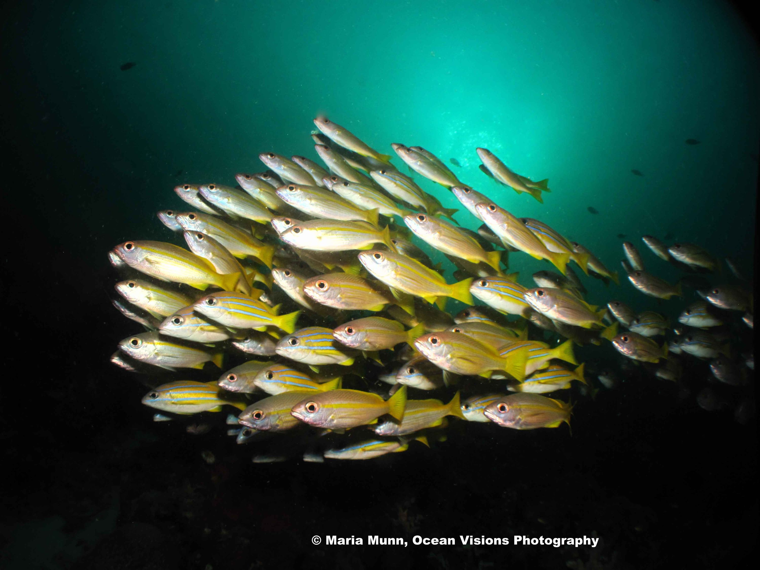 Schooling Snappers at Raja Ampat