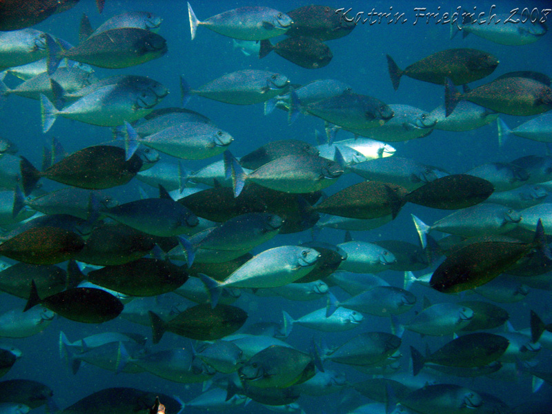 schooling surgeonfish