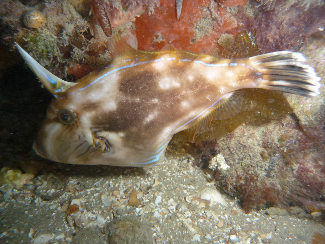 Scobinichthys granulatus (Rough Leatherjacket)