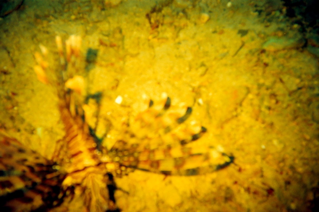 Scorpian Fish in reef hole