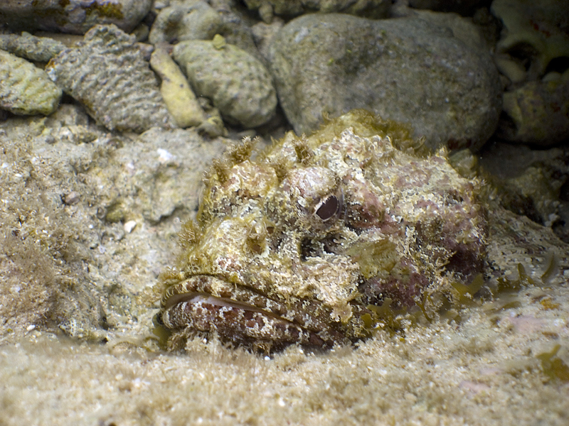 Scorpian Fish