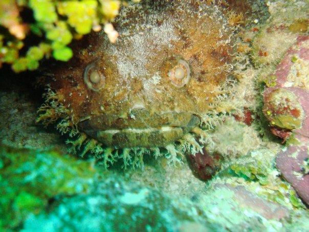 scorpianfish