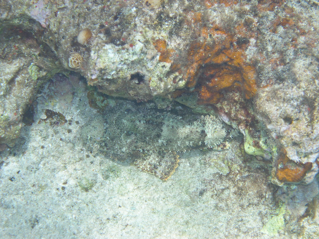 Scorpianfish