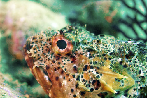 scorpianfish