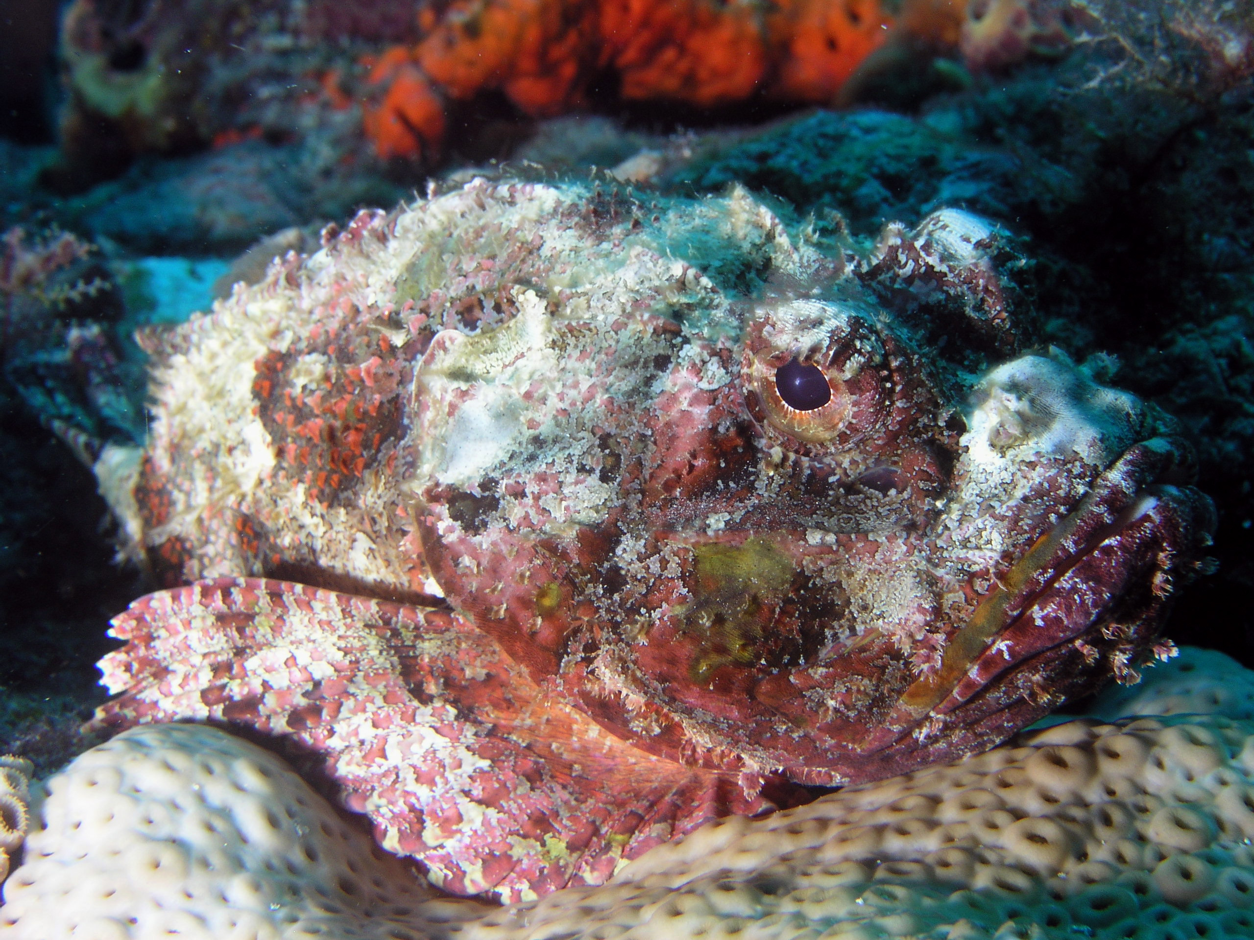 Scorpiionfish