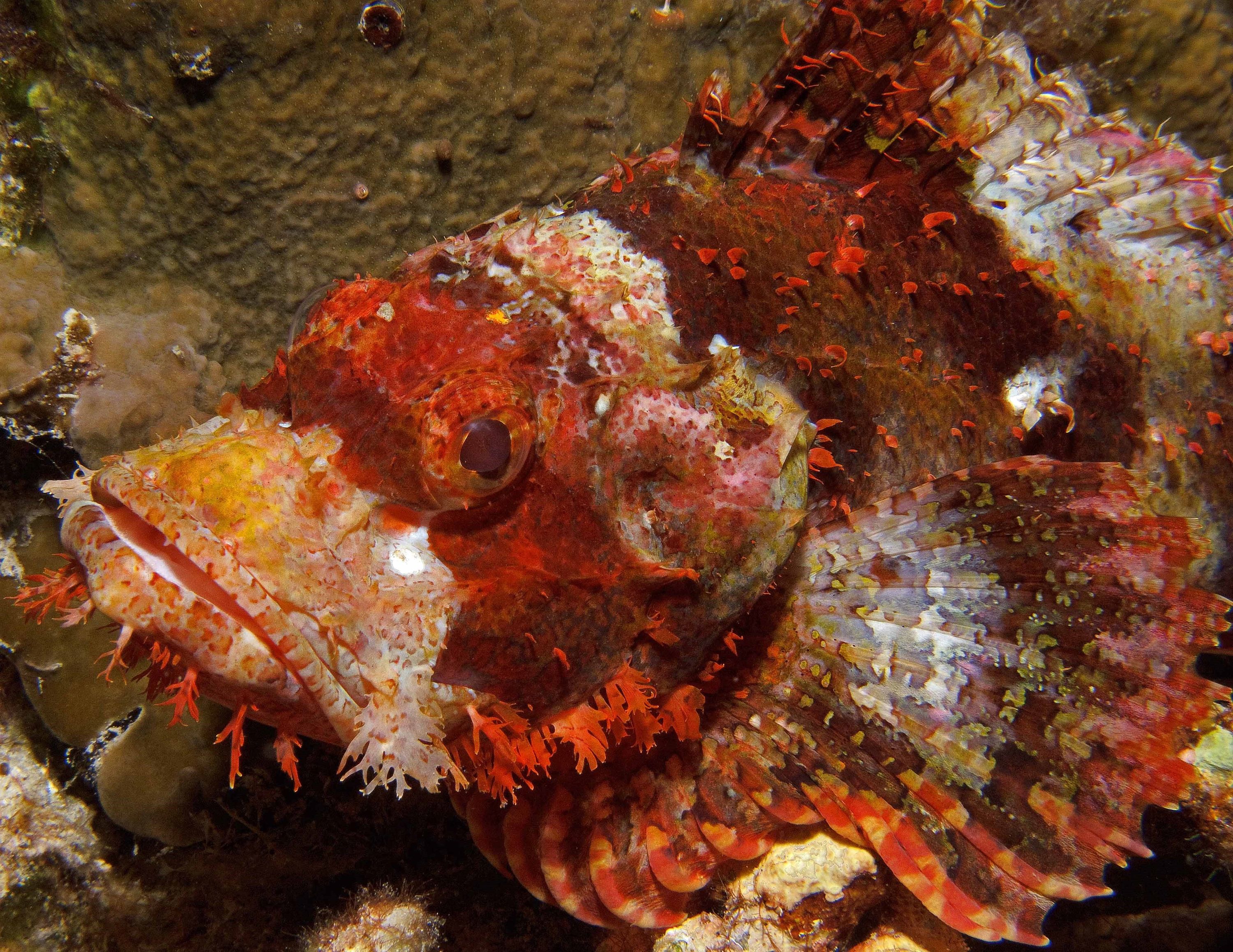 Scorpiomfish