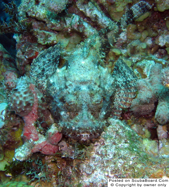 Scorpion Fish, Belize