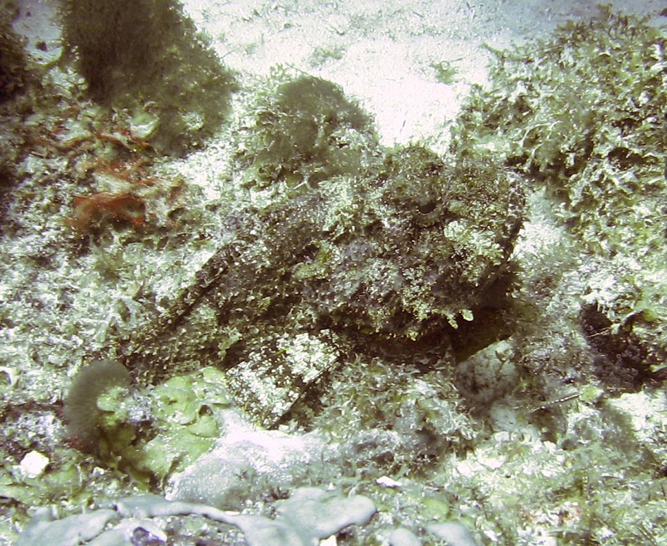 Scorpion fish (Bon '08)