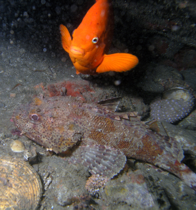 Scorpion Fish - Cleo St Barge