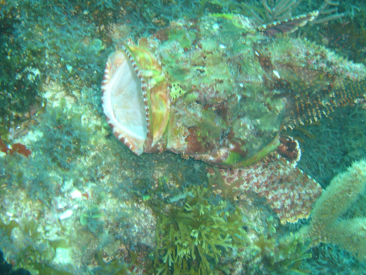 Scorpion fish Cozumel LaBandera