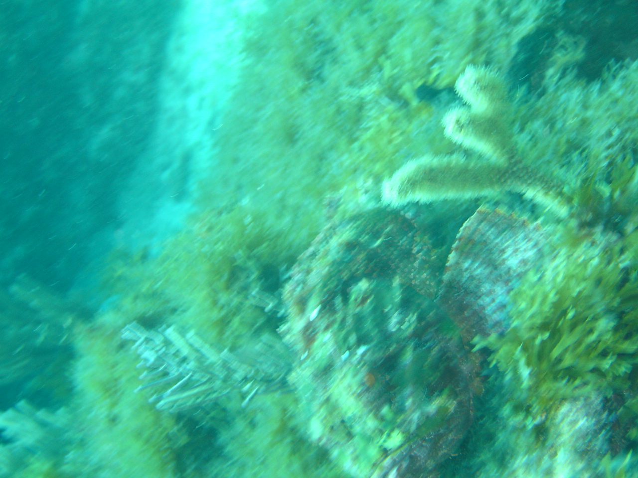 Scorpion fish Cozumel LaBandera