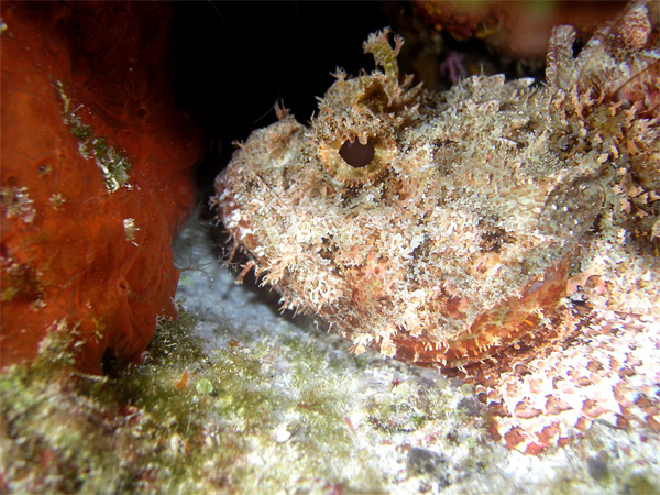 Scorpion fish head shot