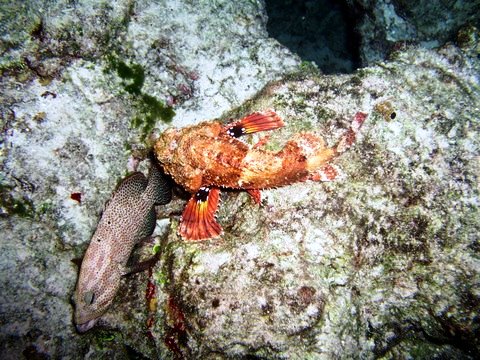 Scorpion Fish in Cozumel