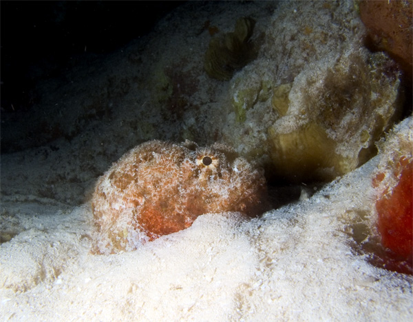 Scorpion fish profile