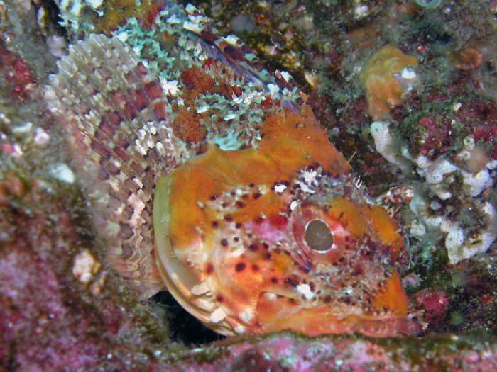 Scorpion Fish - San Clemente