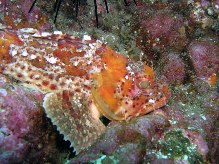 Scorpion Fish - San Clemente