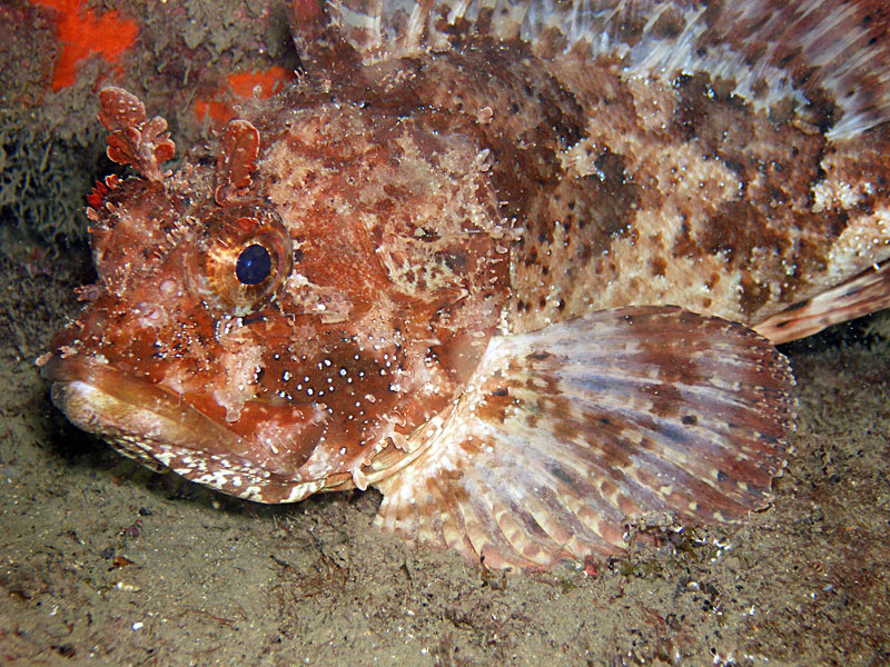 Scorpion Fish, Scorpaena porcus