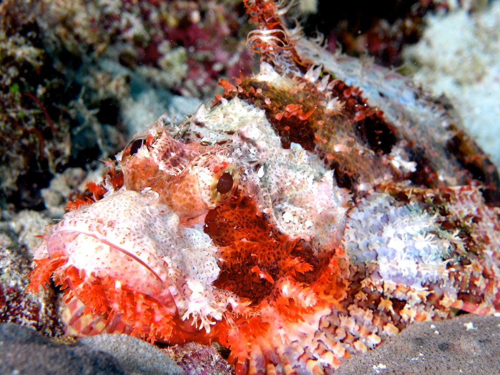 Scorpion Fish - Scuba Diving in Sabah, Borneo