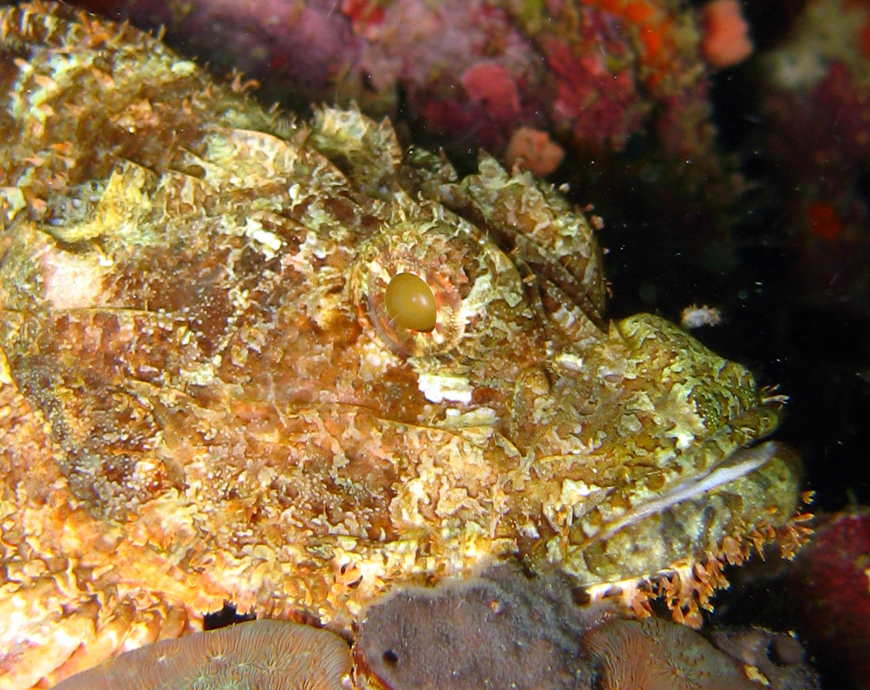 Scorpion Fish - Super High Detail