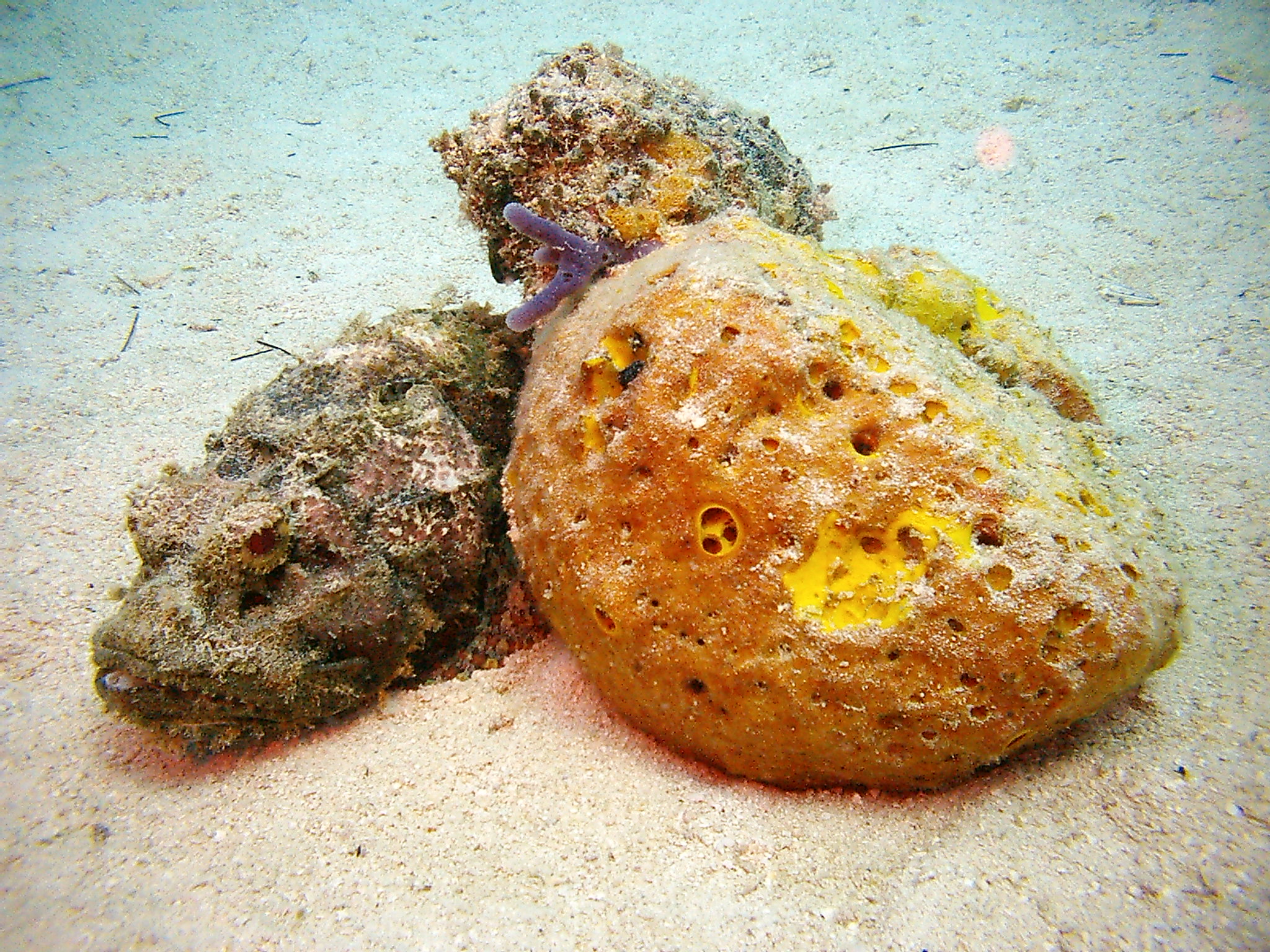 Scorpion Fish w/ Orange Sponge in Cuba
