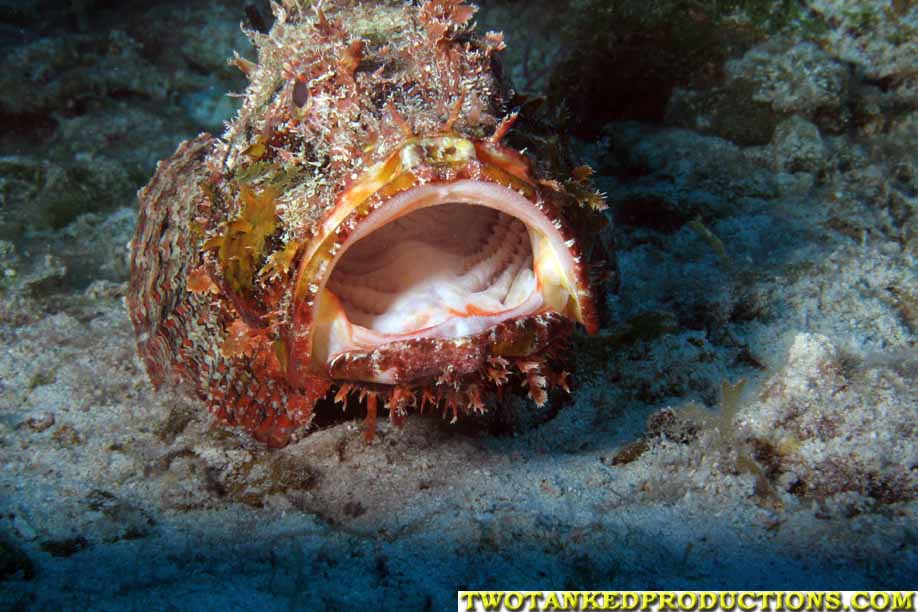 Scorpion Fish West Caicos Island