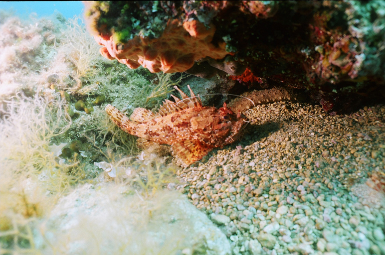 Scorpion fish with hook in mouth