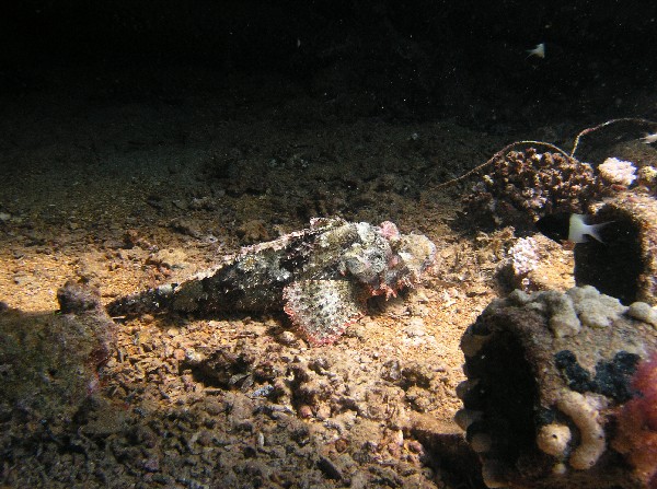 Scorpion Fish - Yolanda