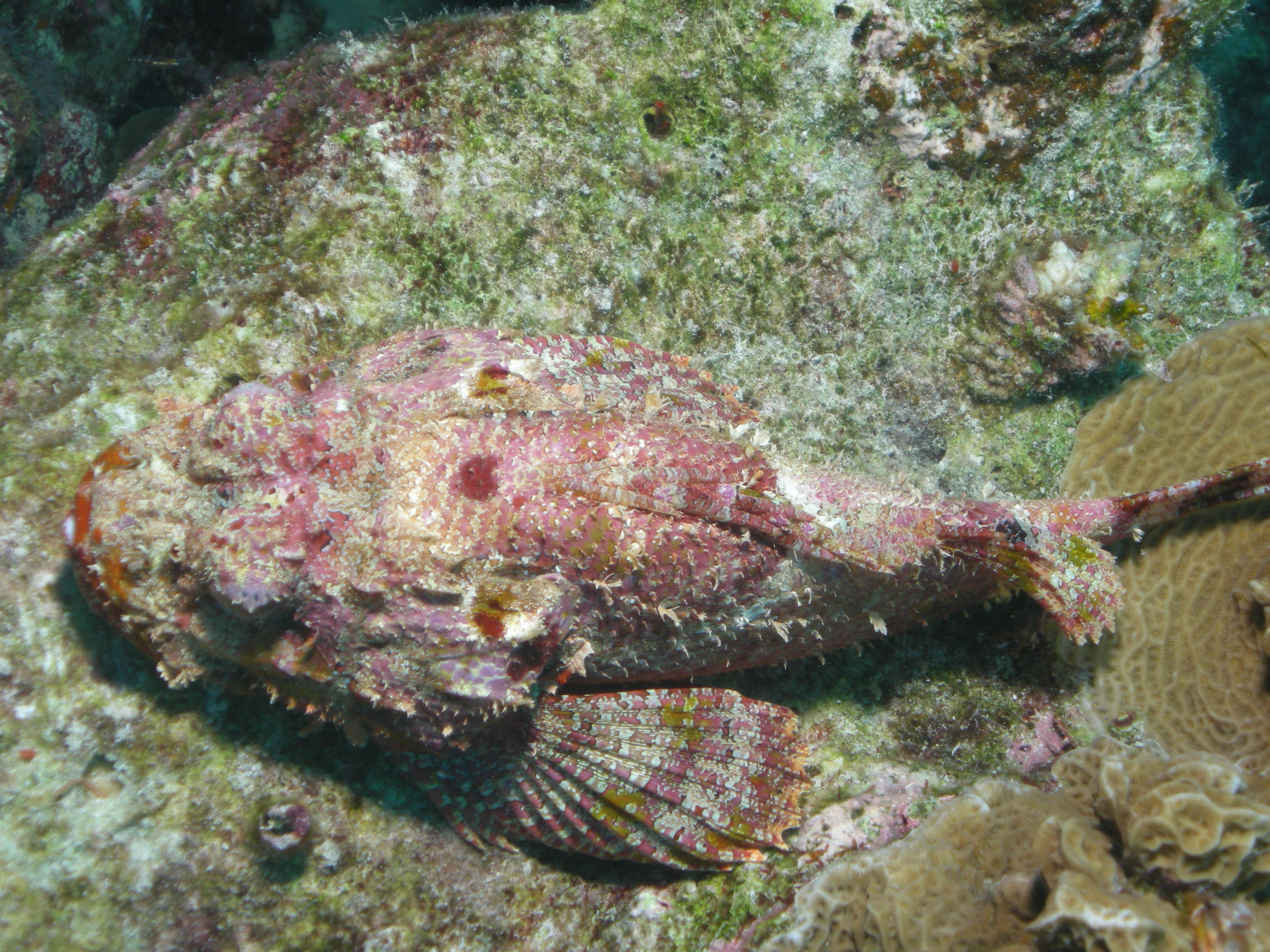 Scorpion Fish