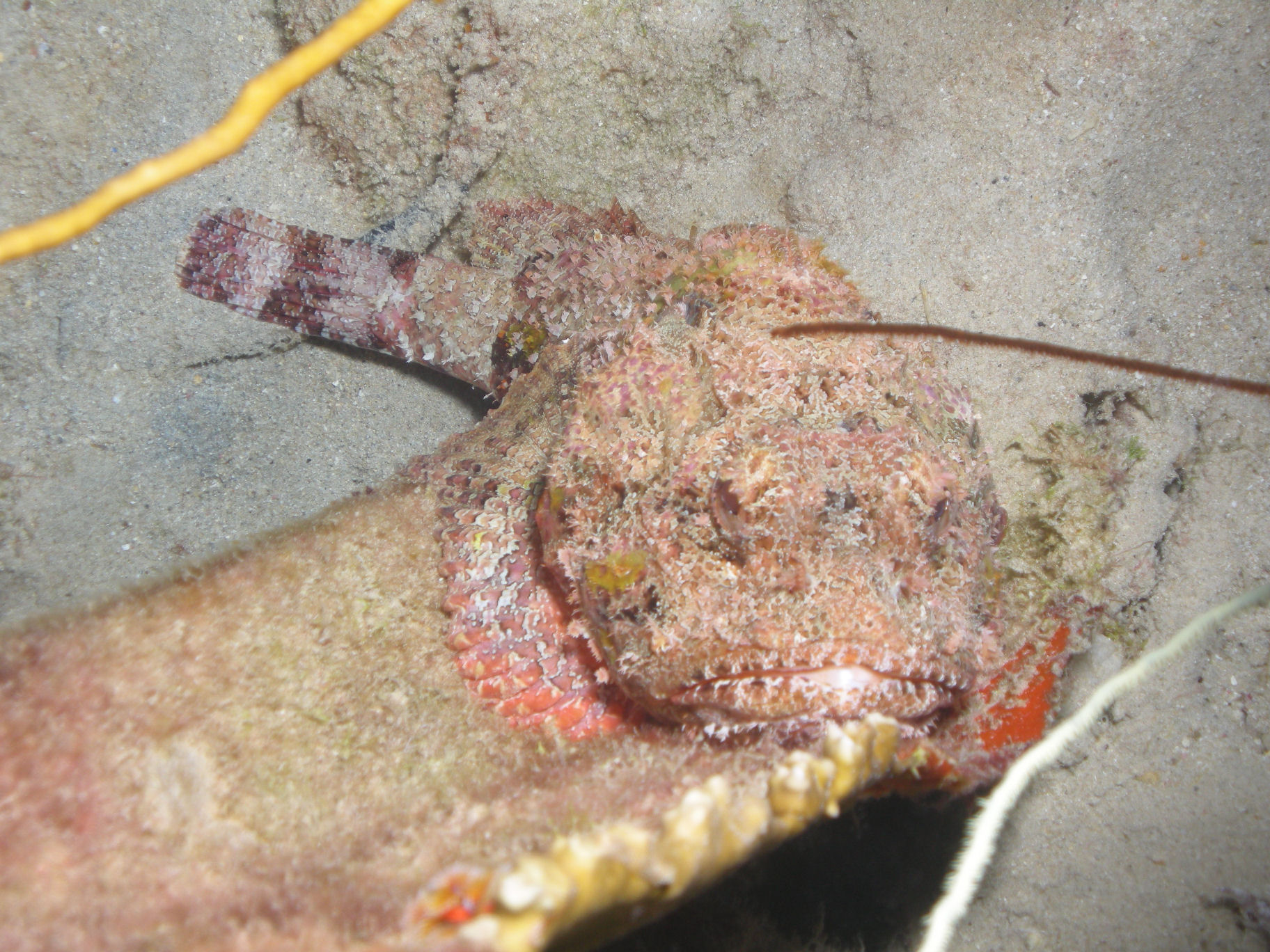 Scorpion Fish