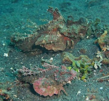 Scorpion Fish