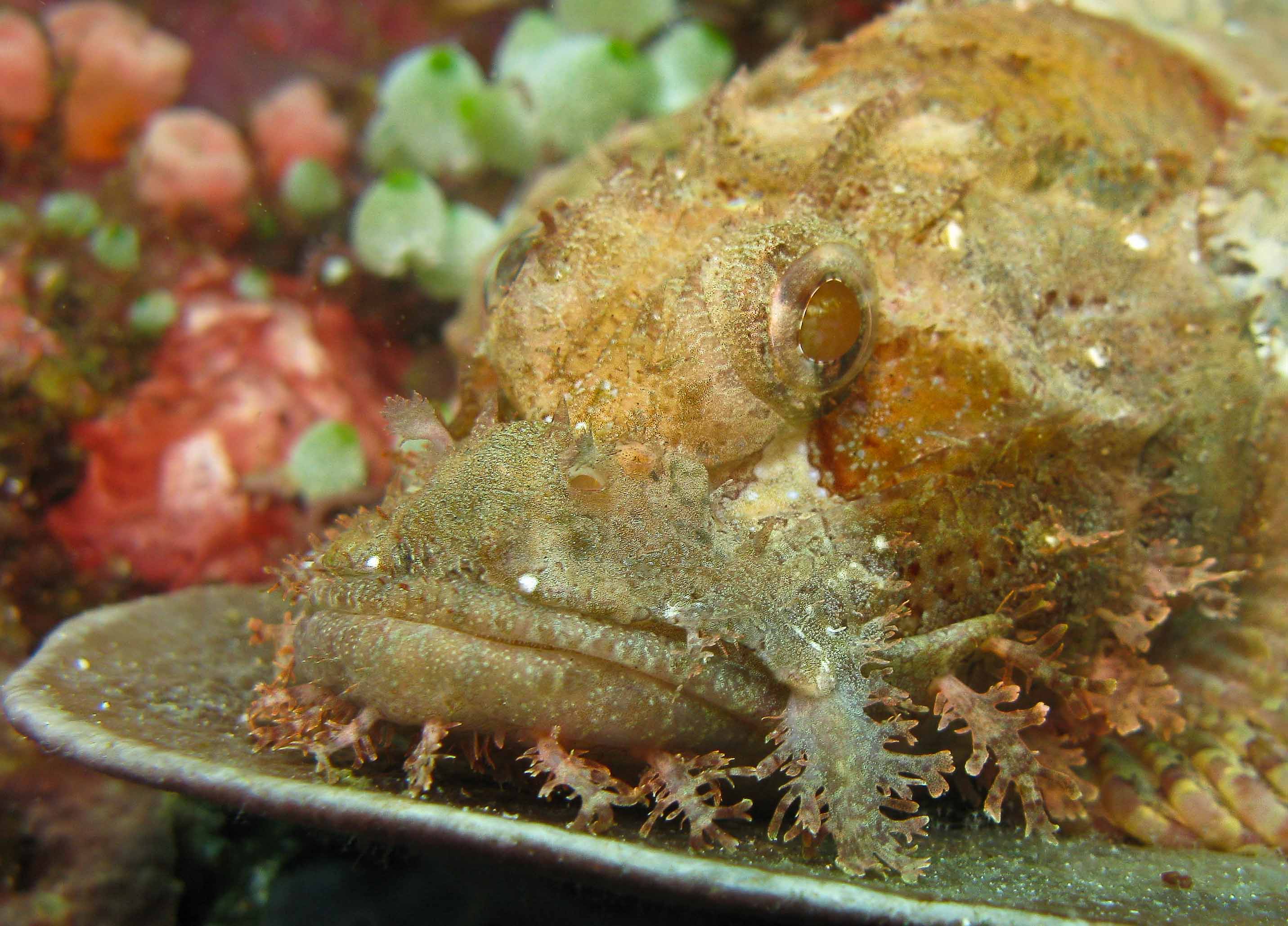 Scorpion fish