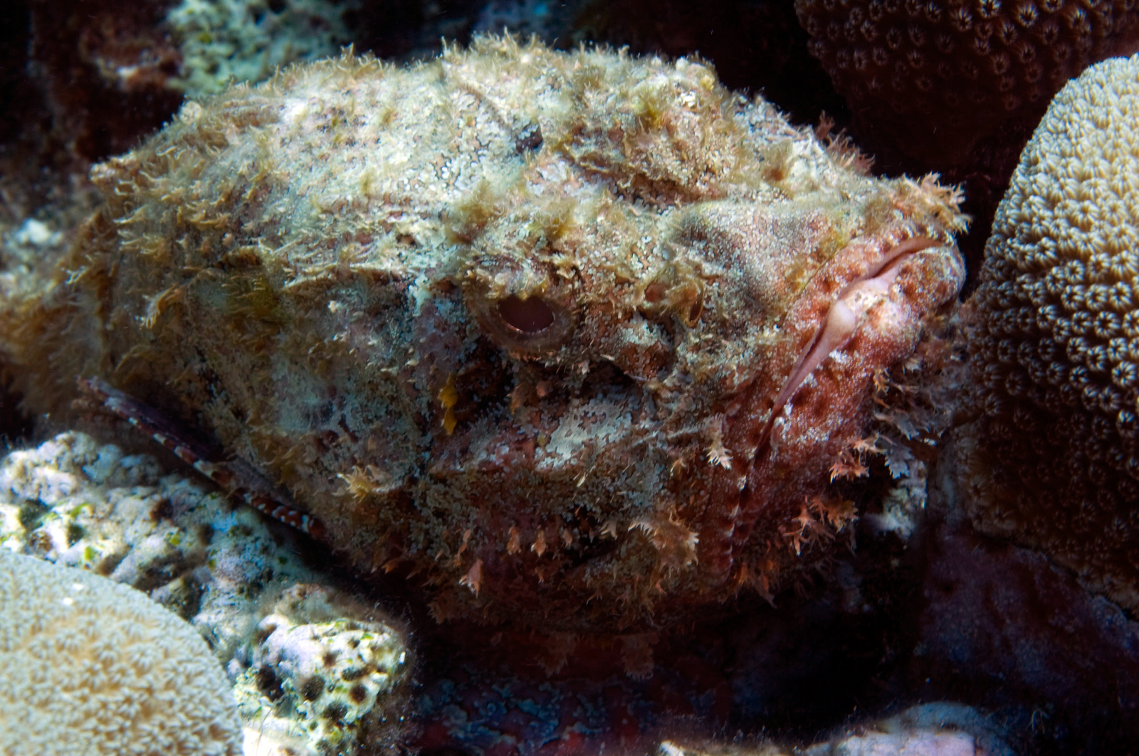 Scorpion Fish