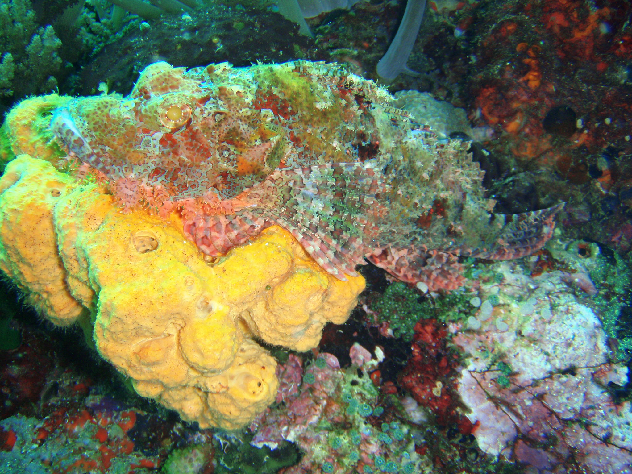 Scorpion Fish