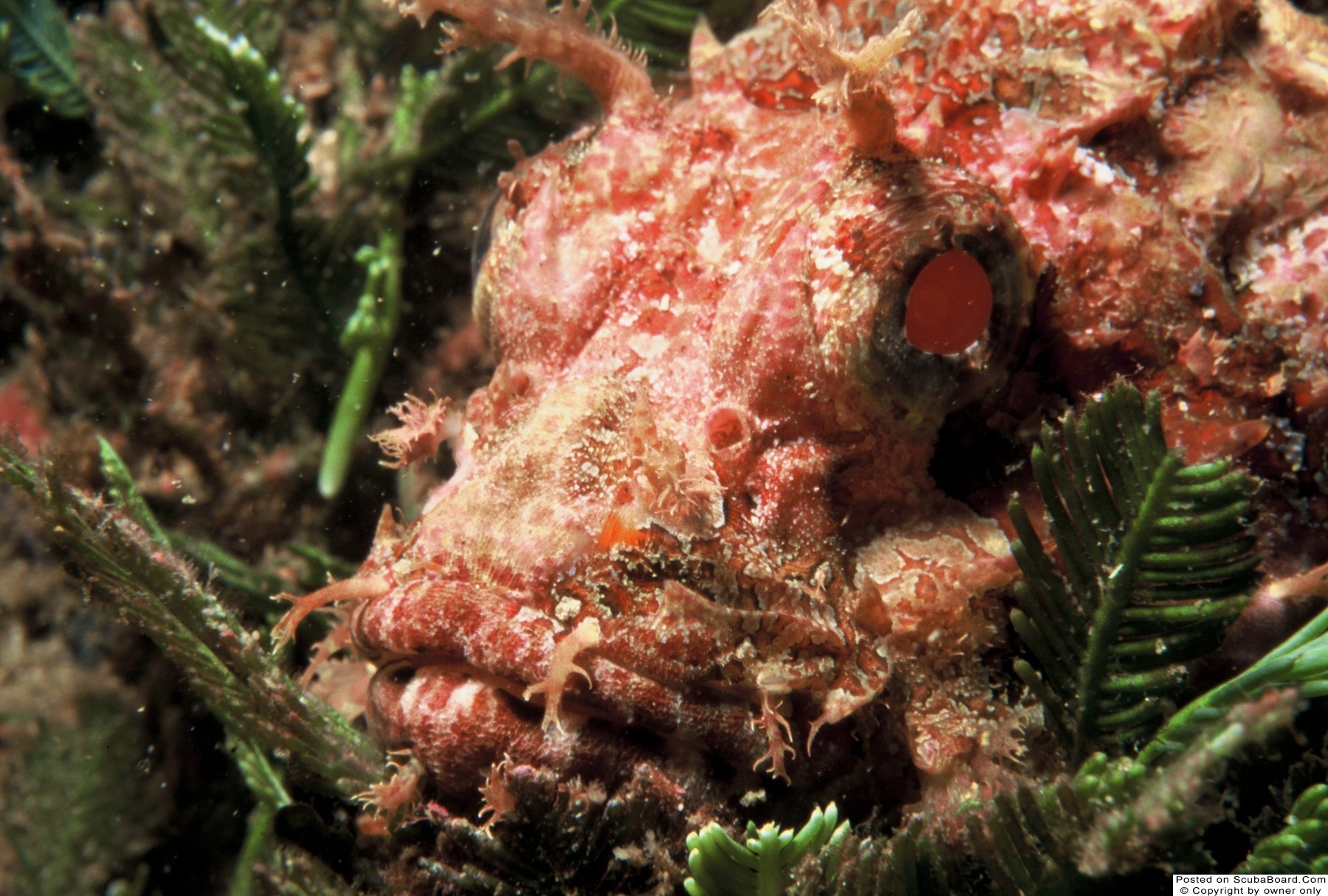 Scorpion fish