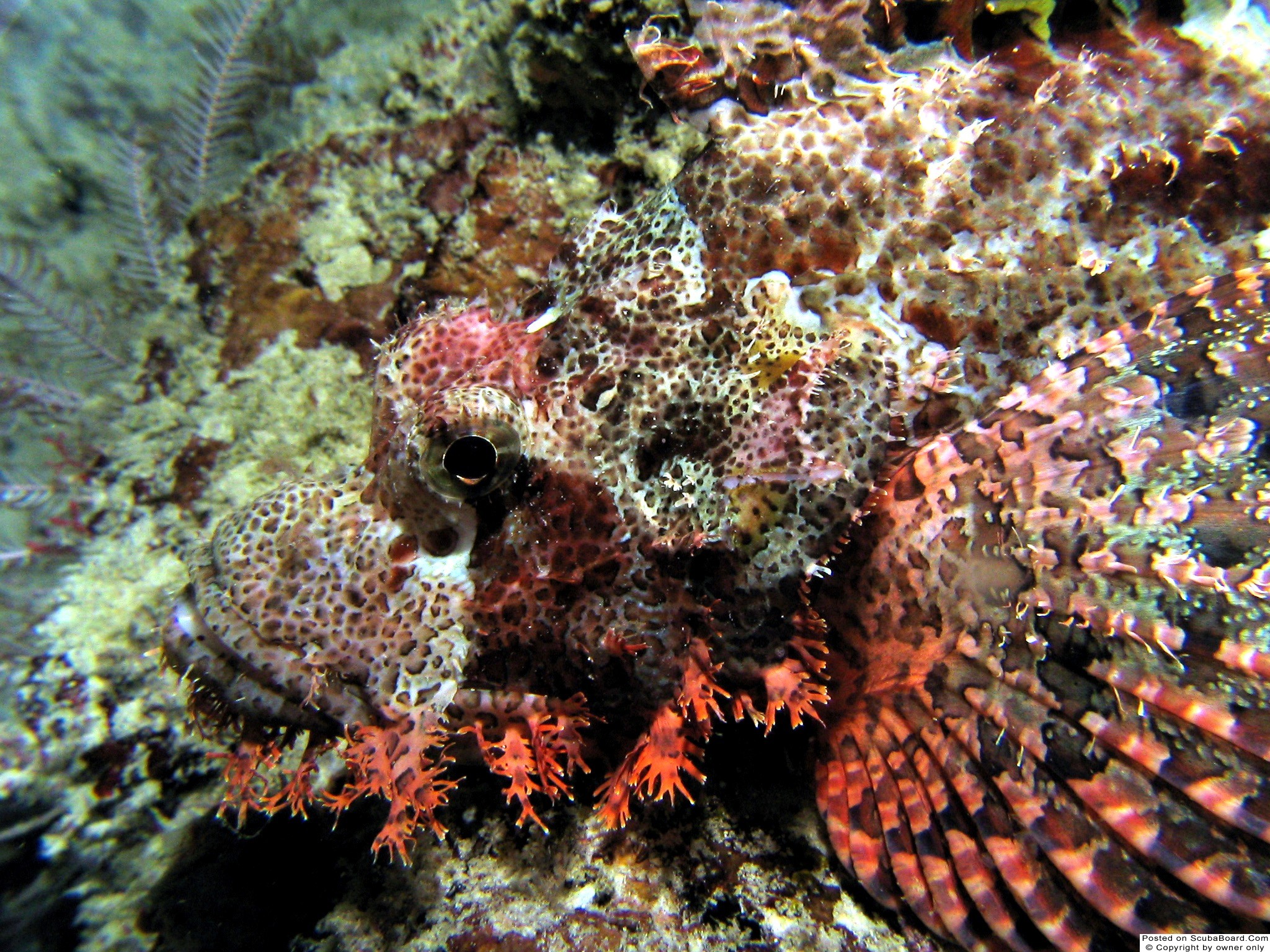 Scorpion Fish