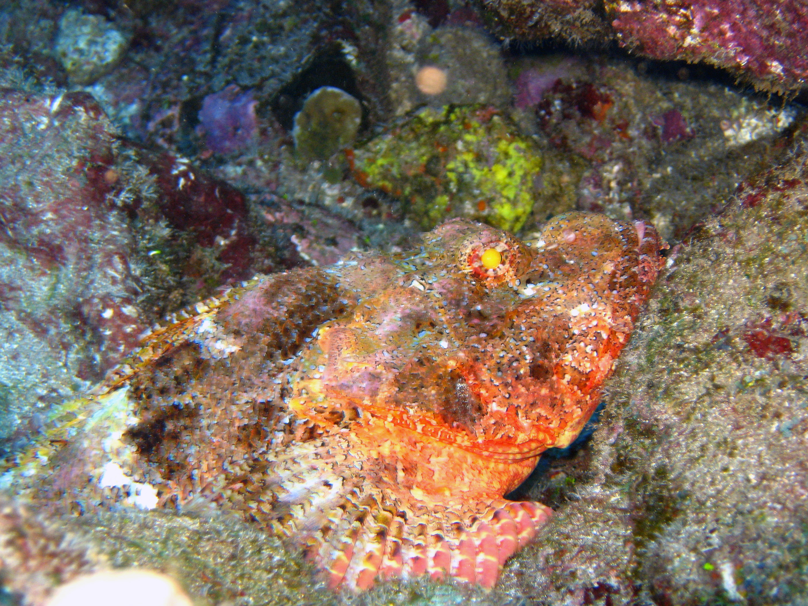 scorpion fish