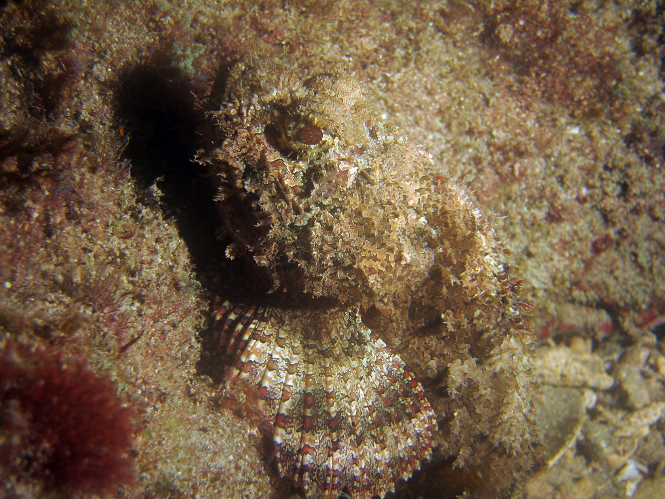 Scorpion Fish