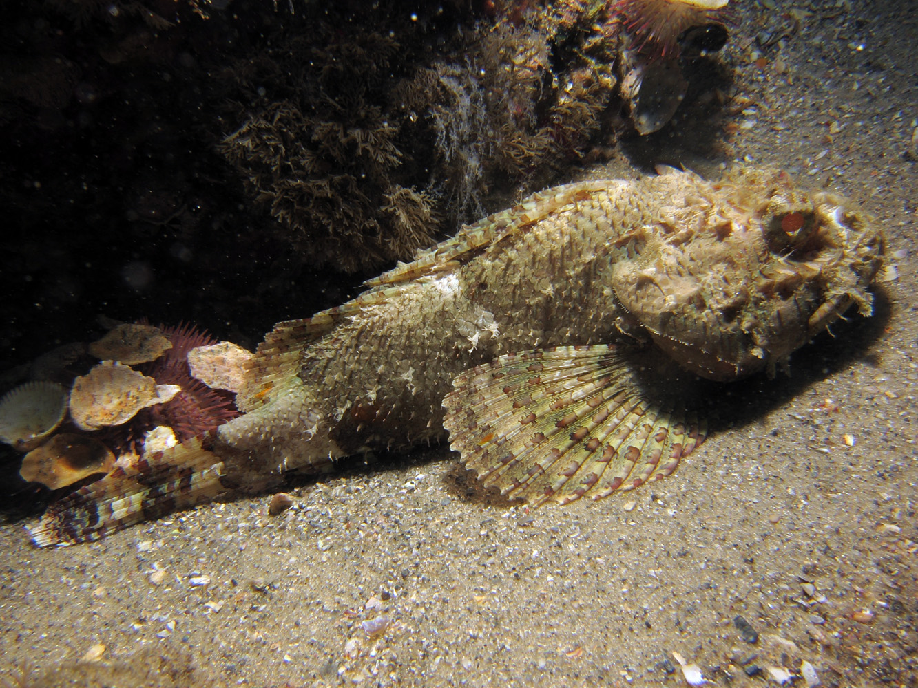 Scorpion Fish