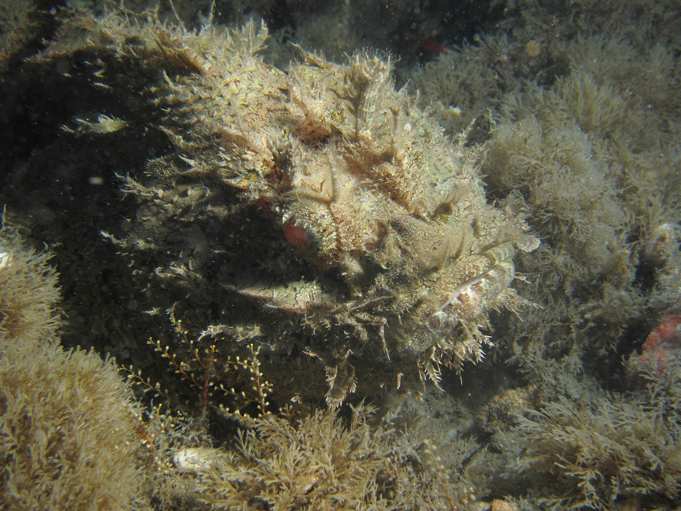 Scorpion Fish